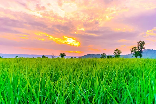 Campo de caña de azúcar al atardecer con sol — Foto de Stock