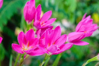 Mor Yağmur lily çiçek