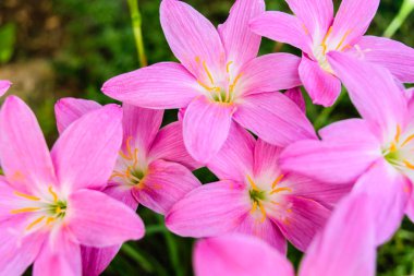 Mor Yağmur lily çiçek