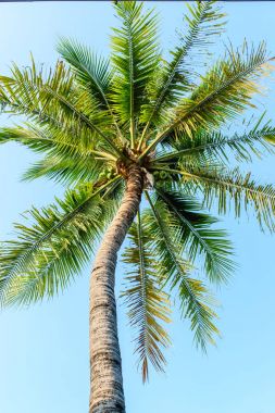 Hindistan cevizi palmiyesi