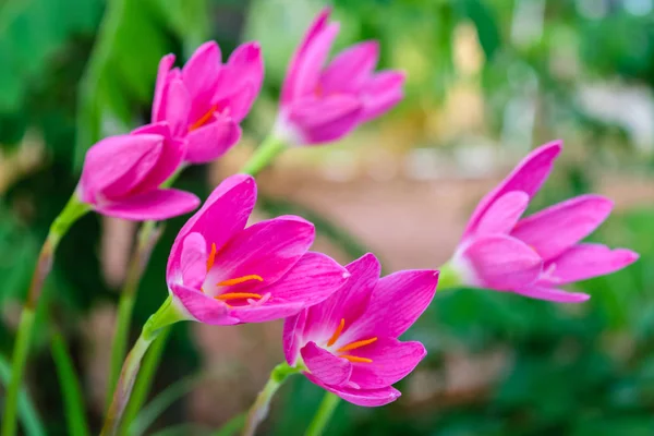 Mor Yağmur lily çiçek