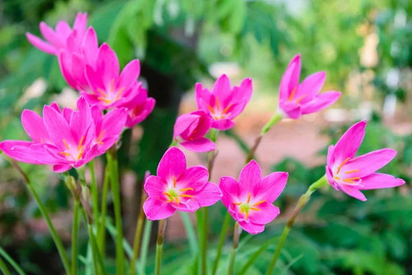 Mor Yağmur lily çiçek