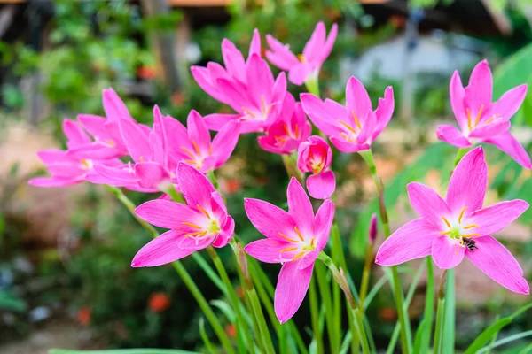 purple rain lily flower