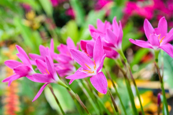 Purple rain lily flower — Stock Photo, Image