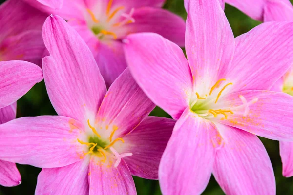 Mor Yağmur lily çiçek