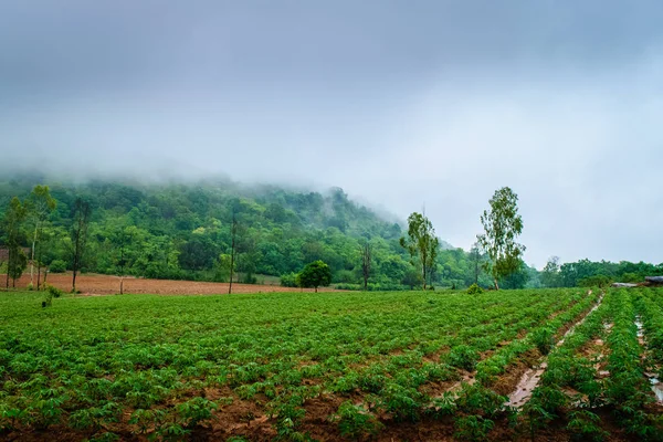 Manyok plantasyon tarım — Stok fotoğraf