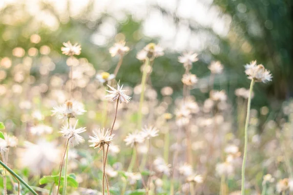 Flores de hierba seca — Foto de Stock