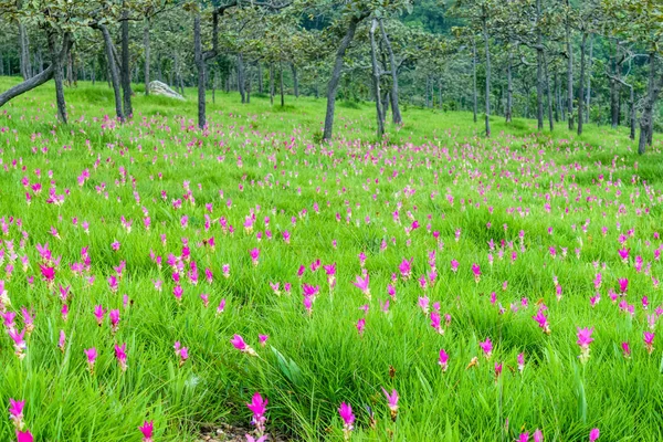 Siam tulip flowers — Stock Photo, Image