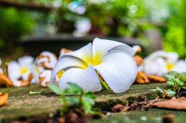 Plumeria Güz çiçeği