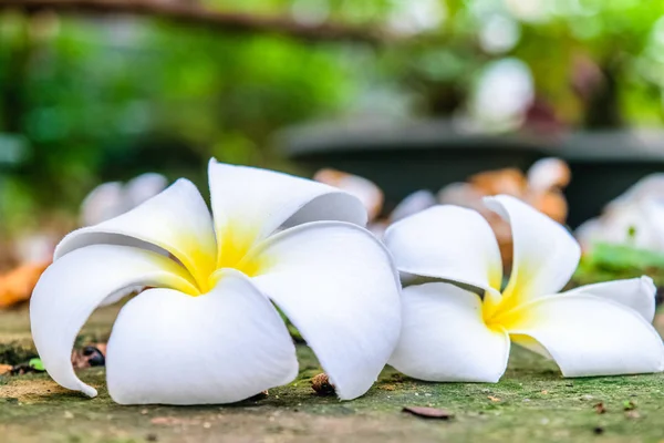 Plumeria flor de otoño —  Fotos de Stock