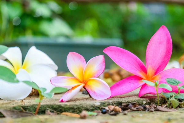 Plumeria flor de otoño —  Fotos de Stock