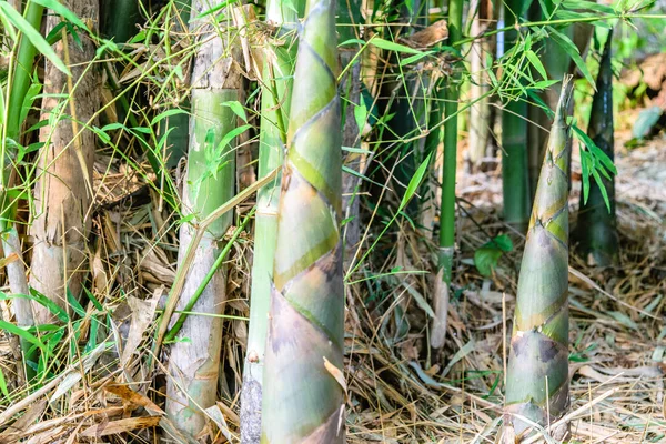 bambu sürgünleri bambu ormana