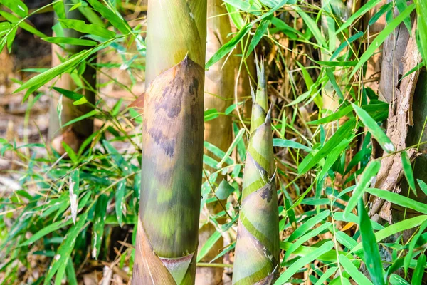 Бамбуковые побеги в бамбуковом лесу — стоковое фото