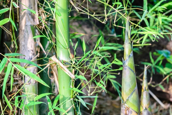 Бамбуковые побеги в бамбуковом лесу — стоковое фото