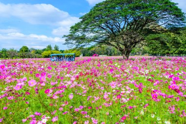 güzel cosmos çiçek alanı