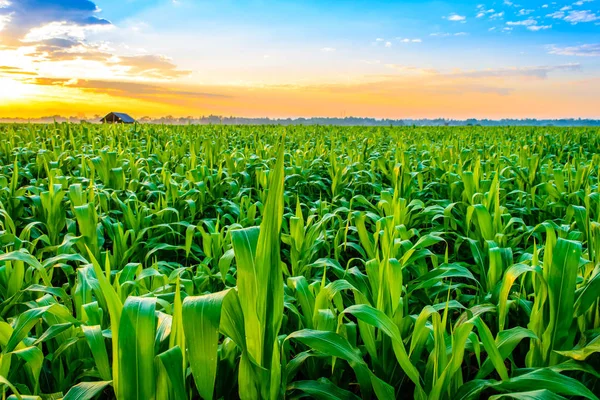 Amanecer sobre el campo de maíz — Foto de Stock