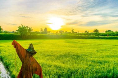 Pirinç alan üzerinde gündoğumu