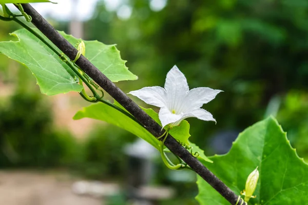 Ivy kabak çiçeği — Stok fotoğraf