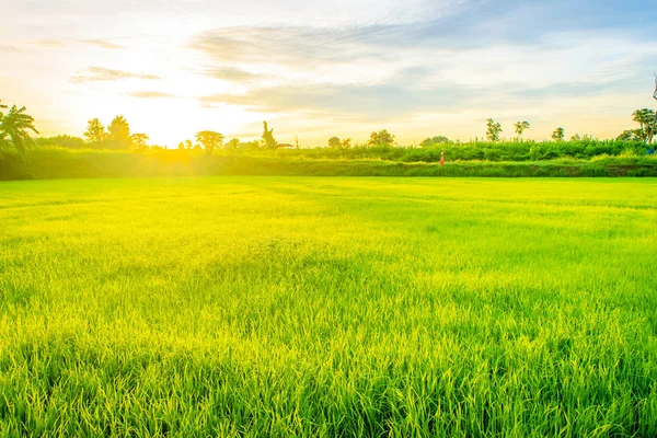Pirinç alan üzerinde gündoğumu — Stok fotoğraf