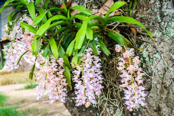 Flor de orquídea silvestre — Foto de Stock