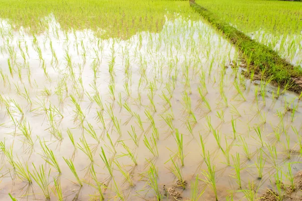 Mudas de arroz transplantado — Fotografia de Stock