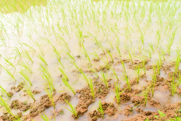 Mudas de arroz transplantado — Fotografia de Stock