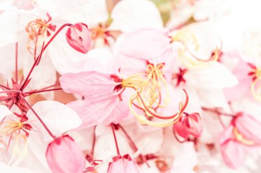 pembe çiçekler yumuşak bulanıklığı