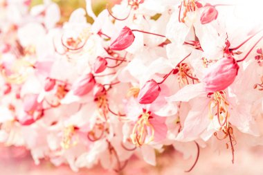 pembe çiçekler yumuşak bulanıklığı