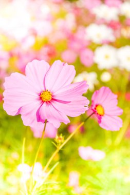 Cosmos çiçek yumuşak bulanıklık