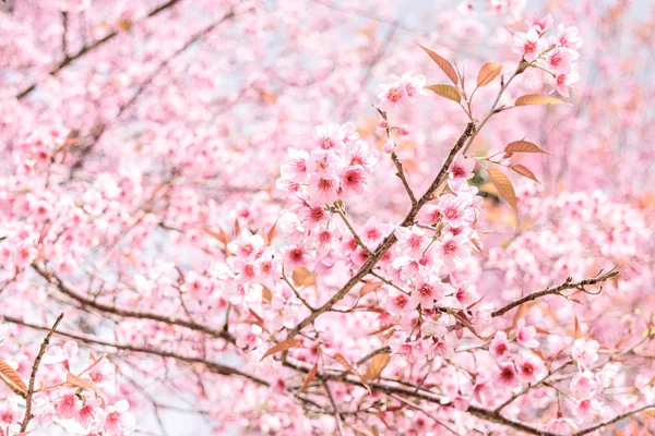 Weiche Unschärfe von rosa Blüten — Stockfoto