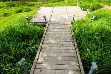 Siam Lale alan bir yürüyüş şekilde