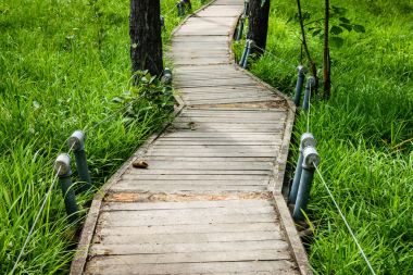 Siam Lale alan bir yürüyüş şekilde