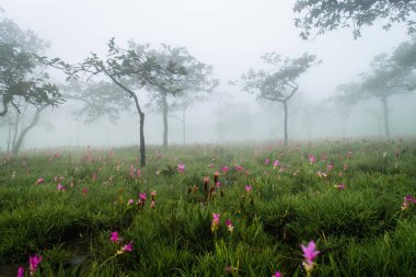 Siam çiçek açan laleler