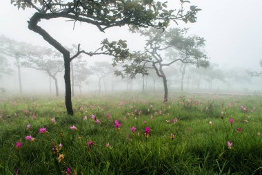 Siam çiçek açan laleler