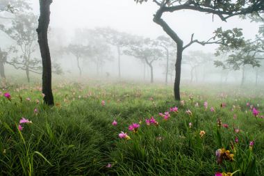 Siam çiçek açan laleler