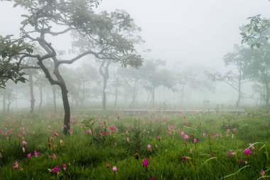 Siam çiçek açan laleler