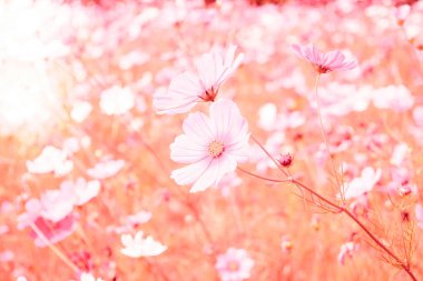 Cosmos çiçek yumuşak bulanıklık