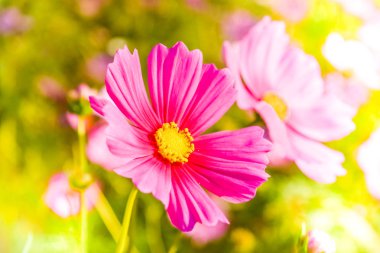 Cosmos çiçek yumuşak bulanıklık