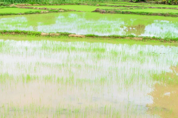 Trasplantar plántulas de arroz —  Fotos de Stock