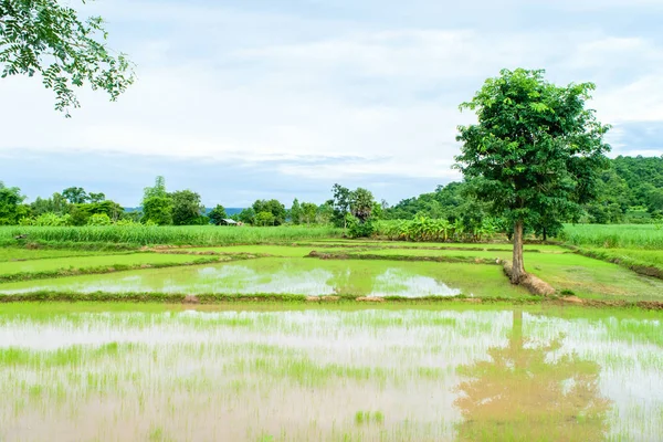 Mudas de arroz transplantado — Fotografia de Stock