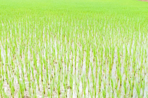 transplant rice seedlings