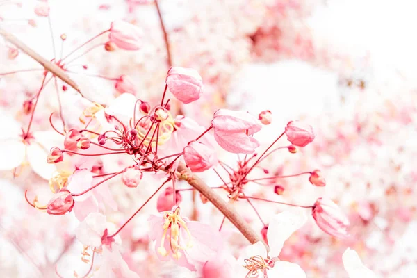 Weiche Unschärfe von rosa Blüten — Stockfoto