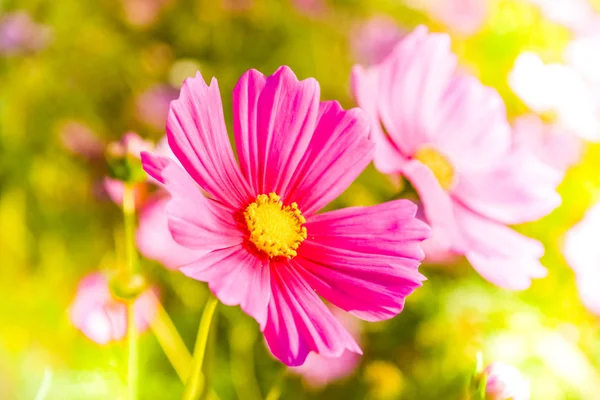 코스모스 꽃의 부드러운 흐림 효과 — 스톡 사진