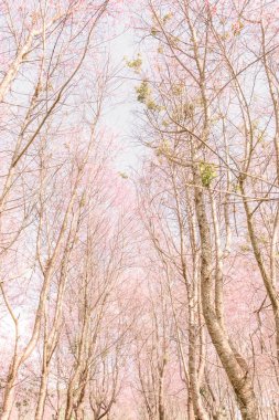 pembe çiçekler yumuşak bulanıklığı