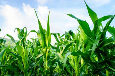 Yeşil mısır tarlası