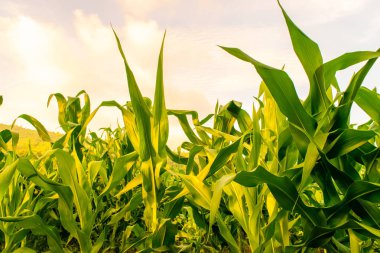 Mısır tarlasında gün doğumu