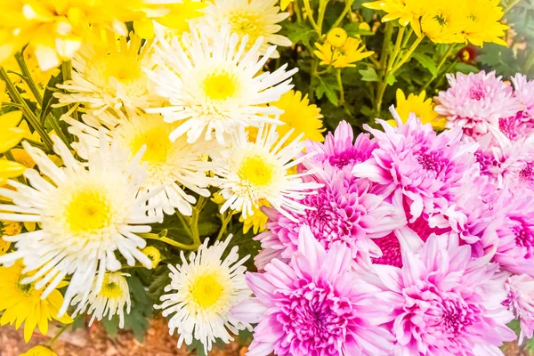 Soft blur of chrysanthemum flowers — Stock Photo, Image