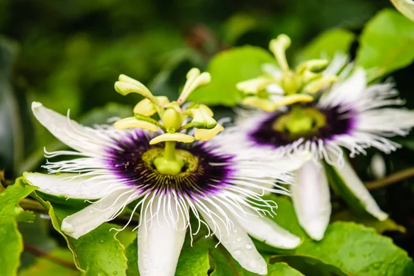 Flor de fruta de la pasión — Foto de Stock