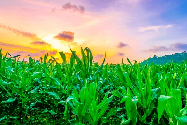 Amanecer sobre el campo de maíz — Foto de Stock