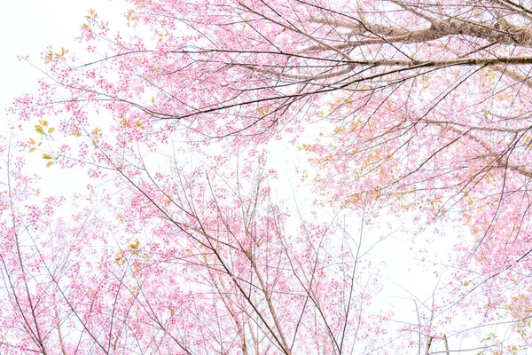 Borrão suave de flores rosa — Fotografia de Stock